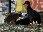 Chicks