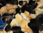 Chicks