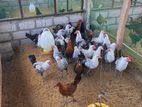 Chicks Kadaknath