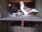 Pigeon
