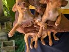Chihuahua Puppies