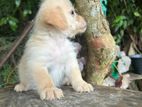 Shih Tzu Puppy