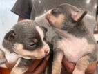 Chihuahua Puppies