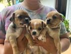 Chihuahua Apple Head Puppies