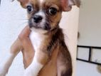 chihuahua (pocket dogs)