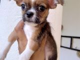 chihuahua (pocket dogs)