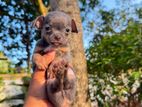 Chihuahua puppies