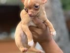 Chihuahua puppy