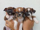 Chihuahua Puppies