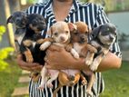 Chihuahua puppy litter