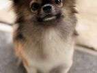 Chihuahua Puppy (Toy Breeds) for Kind Home