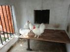 Farm Chicken