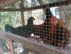 Farm Chickens