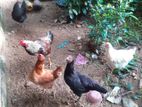 Chiken
