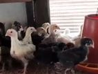 Chickens