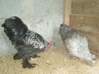 Bentem Chicks