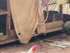 Farm Chicken