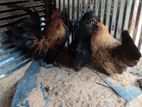 Bantam Chicken