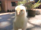 Brama Chiks