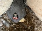 Guinea Foul Chicks