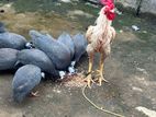 Guinea Foul Chicks