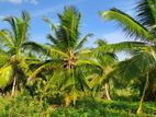 Chilaw : 14 Acres Coconut Estate for sale at Bingiriya