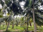 Chilaw : 14 Acres Coconut Land for Sale in Arachchikattuwa