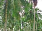 Chilaw : 16 Acres Coconut Estate for sale at Bingiriya