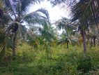 Chilaw 28 Acer Bare Land for Sale