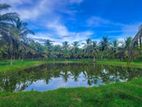 Chilaw 45 Acers Coconut Land For Sale ( RLS - 765 )
