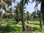 Chilaw : 50 Acres Coconut Estate for sale at Mundalama