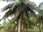 Chilaw : 50 Acres Coconut Land for Sale