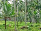 Chilaw : 60 Acres Coconut Estate for sale