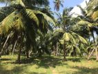 Chilaw - Coconut Estate for Sale