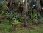 Chilaw - Coconut Estate for sale