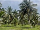 Chilaw - Coconut Estate for sale