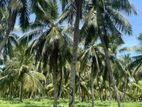 Chilaw Contact Land for Sale ( RS - 471)
