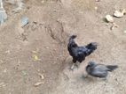 Kadaknath Chickens