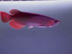 Chili Red Arowana