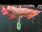 Chili Red Premium Arovana