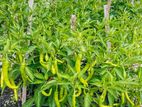 Chilli Plants