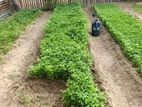 Chilli Plants