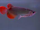 Chilli Red Arowana