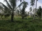 Chillow : 35 Acers Coconut Estate for Sale facing Kurunagala Road
