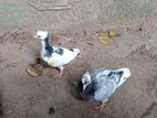 Pigeon
