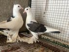 China Boot Fantail Pigeons