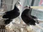 China Boot Fantail