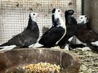 Pigeons