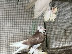 Pigeons
