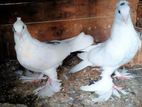 China Boot Pigeon